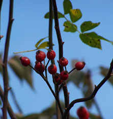 Wilde Rosen Wilde Rosen