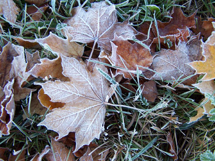 Herbstlaub Herbstlaub
