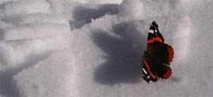 Schmetterling Schmetterling