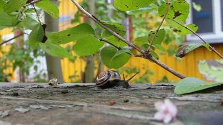 Stralsund Schnecken Stralsund Schnecken
